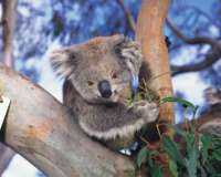 Visit the Phillip Island koala park.