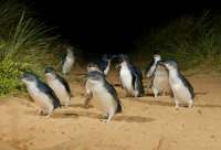 Visit Phillip Island most famous natural attraction - the penguin parade.